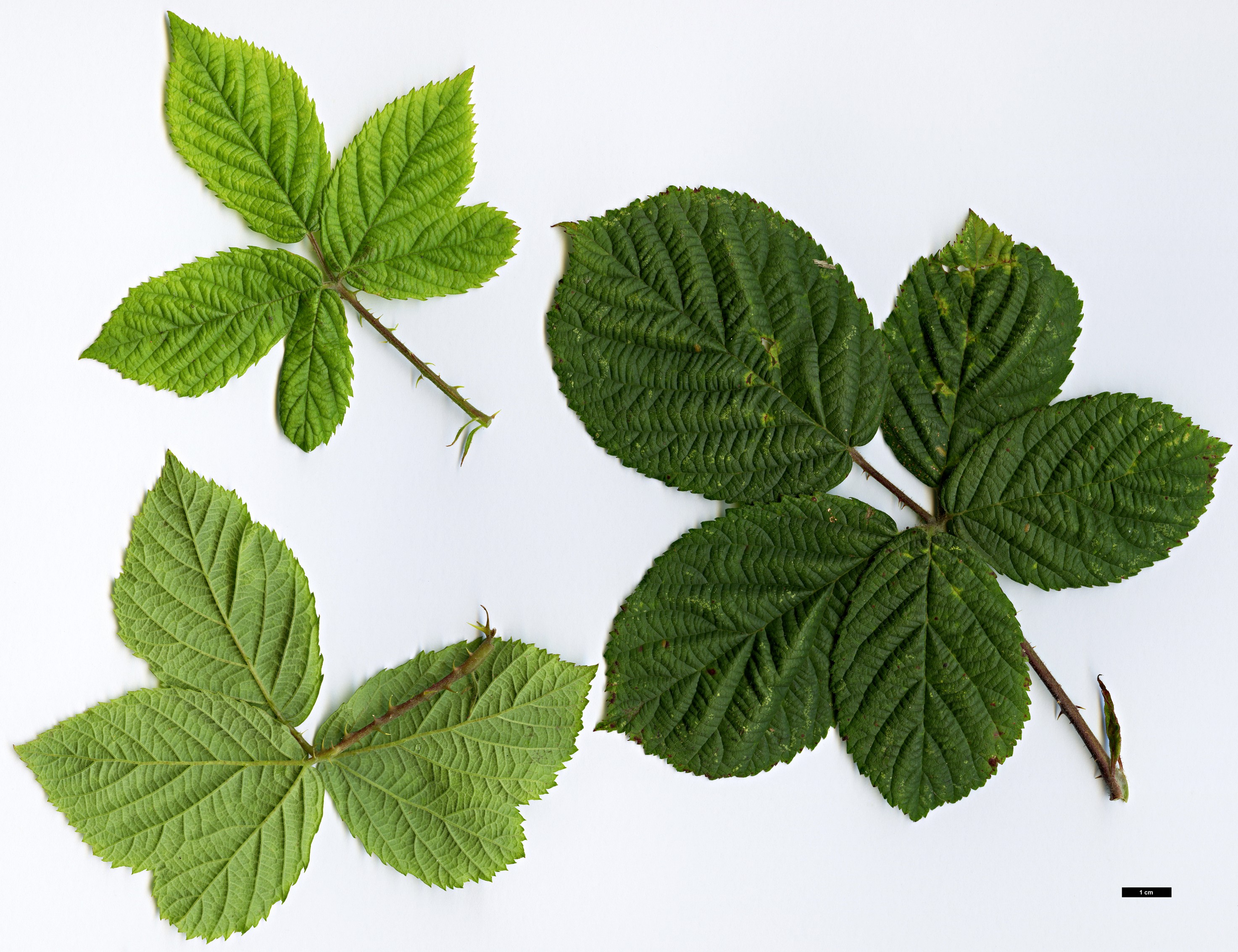 High resolution image: Family: Rosaceae - Genus: Rubus - Taxon: fruticosus agg.